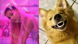 Cachorro viciado em Ariana Grande viraliza ao reagir ao clipe de "7 Rings"